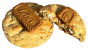 Lotus Cookie 3.png